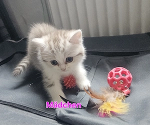 Britisch kurzhaar Langhaar kitten