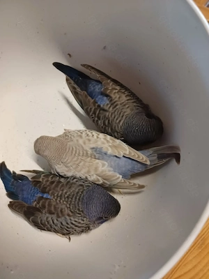 Wellensittiche Blackface Blackwing Double Black Dun Fallow