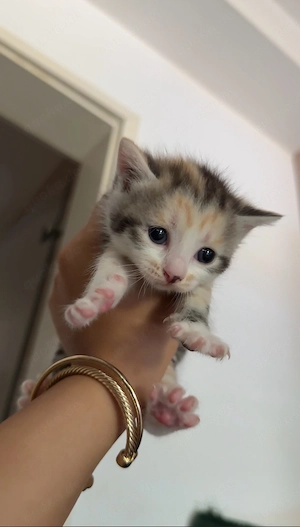 Kitten suchen zuhause :)