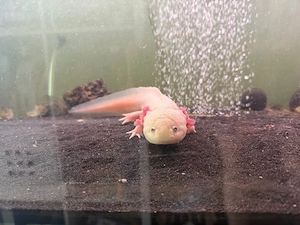 Axolotl mit Aquarium und Unterschrank
