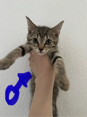 Katzenbabys EKH BKH Mix