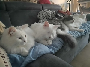 Maine-Coon-Waldkatzenmix