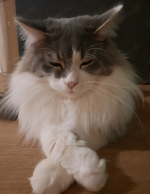 Maine-Coon-Waldkatzenmix
