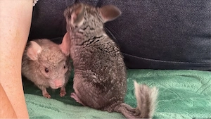 chinchillas abzugen