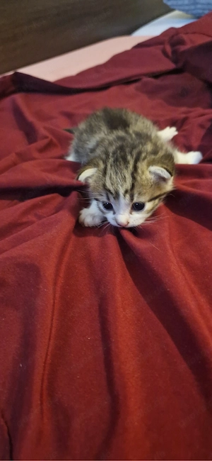 Babykatzen