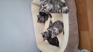 Reinrassige BKH Kitten 