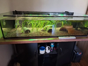 Aquarium Auflösung, Axolotl 