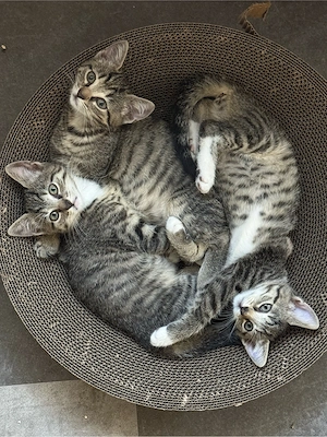 baby katzen zu verkaufen 