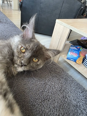Maine Coon 