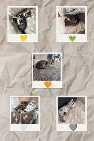 Unsere BKH-Kitten suchen ein liebevolles Zuhause!