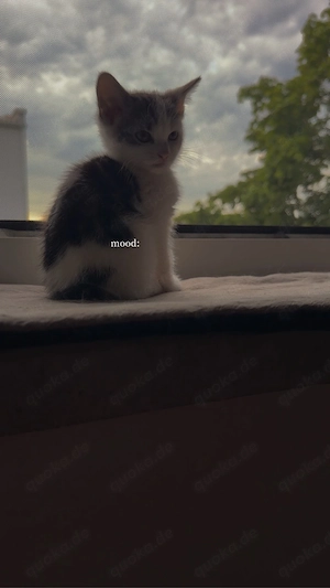 Europäisch Kurzhaar Kitten