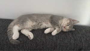 bkh kitte sucht dringend ein neues zuhause