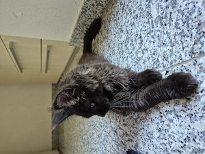 Maine Coon XXl