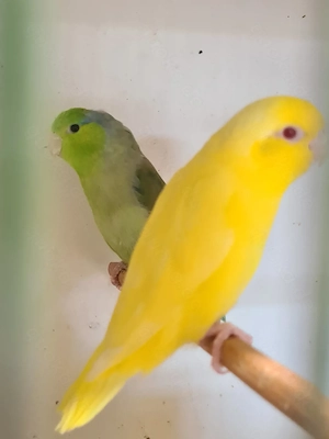 Blaugenick Sperlingspapageien abzugeben 