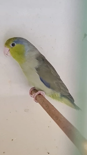 Blaugenick Sperlingspapageien abzugeben 