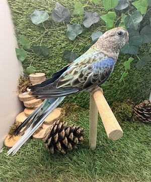 Bourkesittiche
