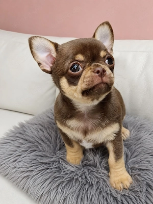 *Traumhaft schöner Chihuahua Welpe Rüde aus Champion Verpaarung*
