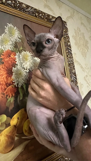 Kanadische Sphynx Kitten mit Stammbaum abgabebereit      Bild 2