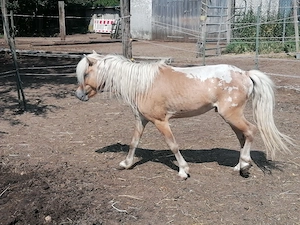 Shetty Shetland Appaloosa