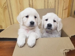 Liebevolle Golden-Retriever-Welpen suchen ein neues Zuhause
