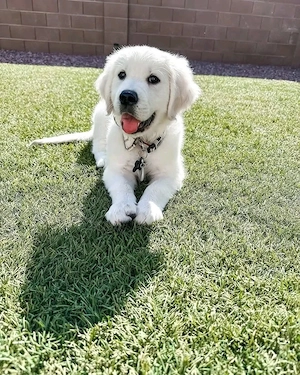 Golden-Retriever-Welpen abzugeben