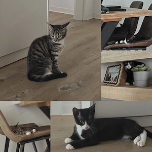 EKH Kitten Willi & Maya suchen ein neues Zuhause!