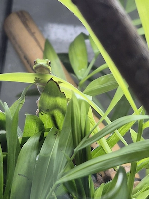blauer bambus taggecko ( phelsuma klemmeris) 0.0.1