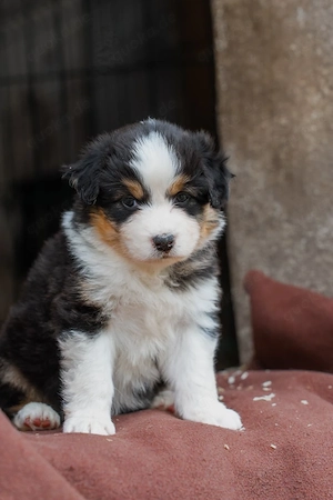 Super süße Mini Australian Shepherds Mini Aussie Welpen
