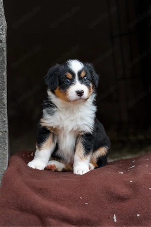 Super süße Mini Australian Shepherds Mini Aussie Welpen