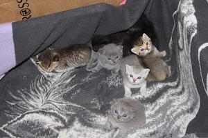 wundervolle BKH Kitten abzugeben