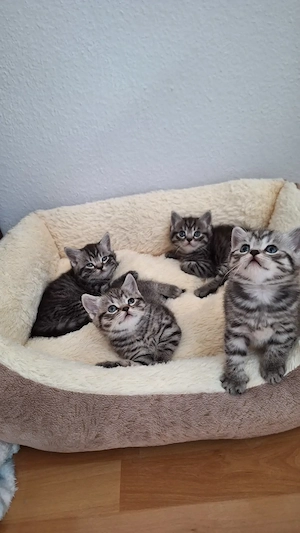 Reinrassige BKH Kitten 