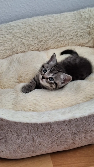Reinrassige BKH Kitten 