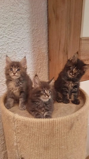 Meine Coons kitten mit Stammbaum. 