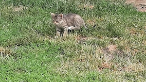 Katzenbabys suchen liebevolles Zuhause 