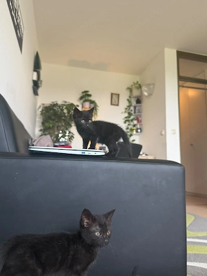 Katzenbabys sphynx Mischling 