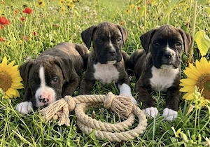 Süße boxer mix Welpen Mädchen suchen liebevolles Zuhause