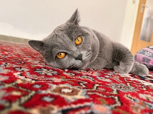 Britisch Kurzhaar Kater 