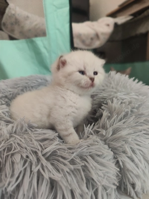 Bkh Kitten