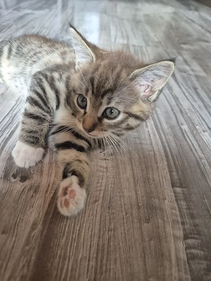 Katzenbaby