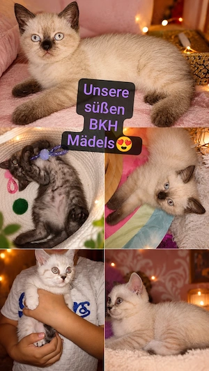 Traumhafte BKH-Bärchen  Super verschmust & sind jetzt abgabebereit