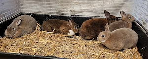 5 Zwerg Kaninchen Häsinen 