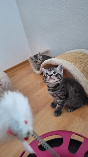 Reinrassige BKH Kitten 