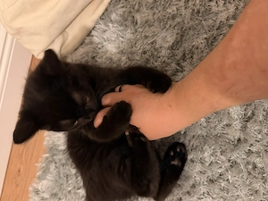 Schwarzes Kitten Weibchen   11.3.26   BKH & Main Coon Mix ab sofort