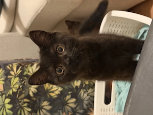 Schwarzes Kitten Weibchen   11.3.26   BKH & Main Coon Mix ab sofort