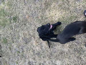  Malinois Mix Labrador Mix  Bild 2