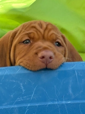 Reinrassige Magyar Vizsla Welpen 