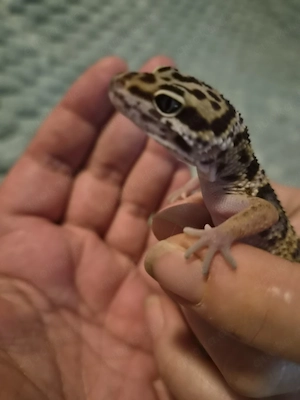 Leopardgecko