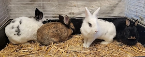 4 Zwerg Kaninchen Häsinen 