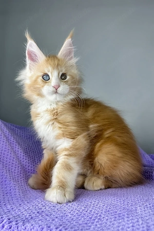 Wunderschöner Maine Coon Kater, 3 Monate alt   geimpft, entwurmt & bereit für sein neues Zuhause 