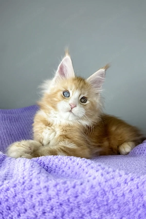 Wunderschöner Maine Coon Kater, 3 Monate alt   geimpft, entwurmt & bereit für sein neues Zuhause 